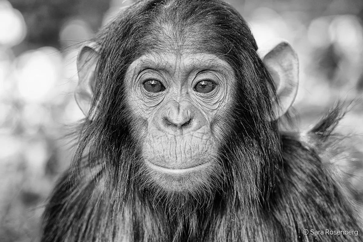 Portrait de chimpanzé, série (Non-)Human