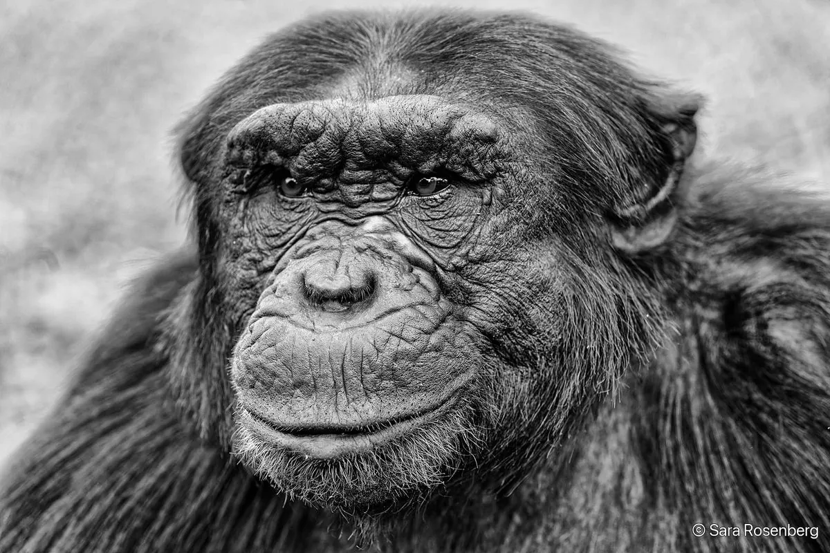 Chimpanzé, série (Non-)Human