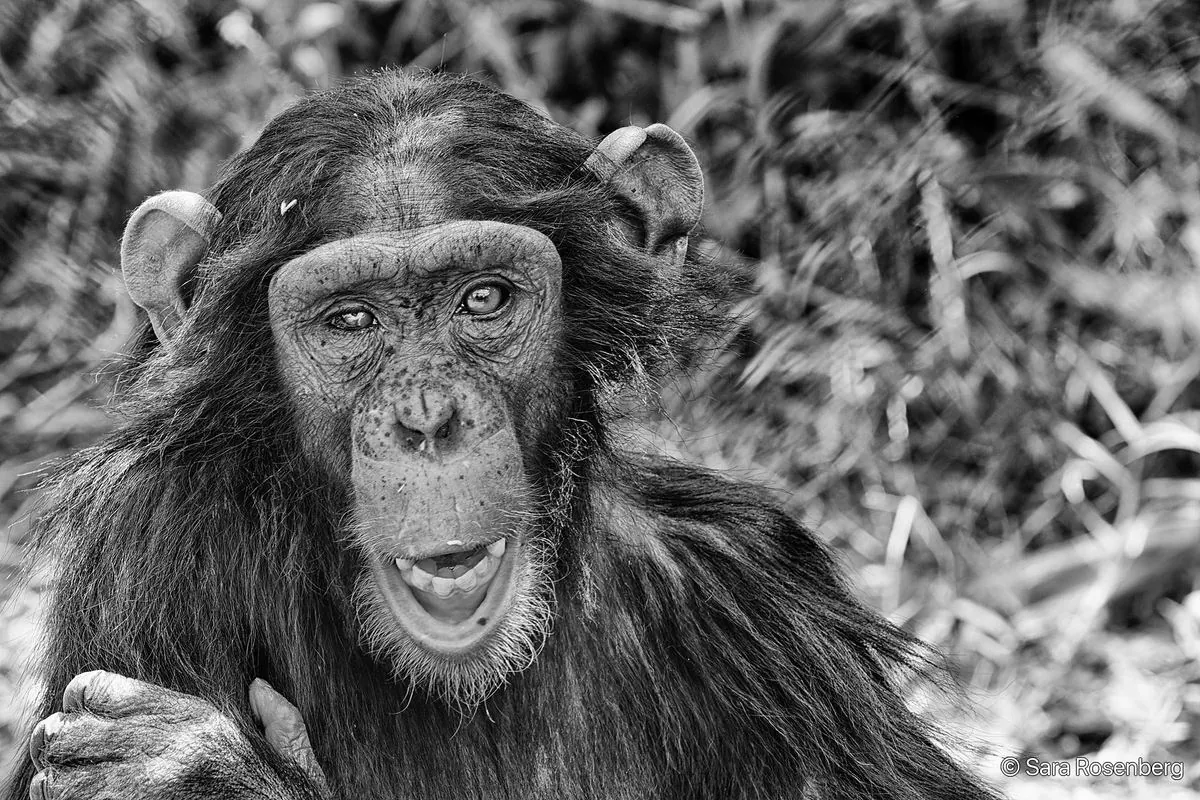 Chimpanzé, série (Non-)Human