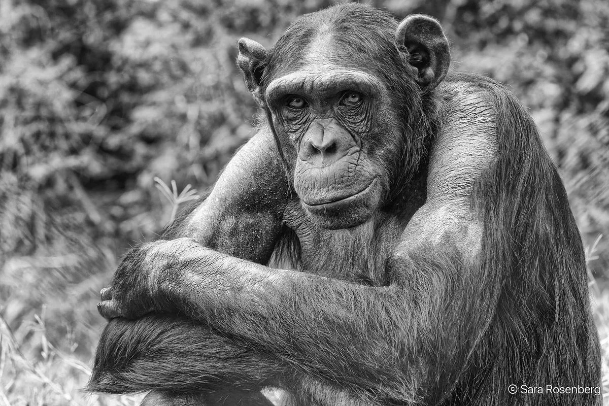 Chimpanzé, série (Non-)Human