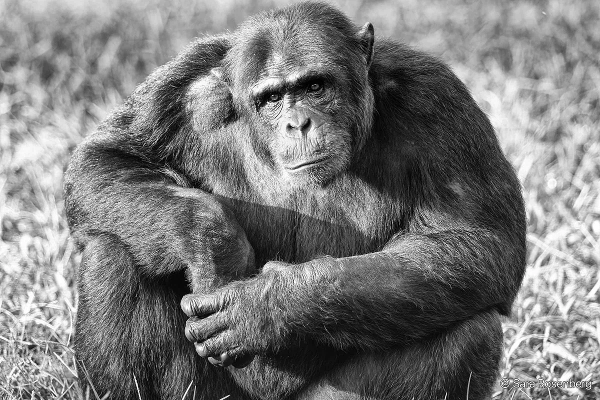 Chimpanzé, série (Non-)Human