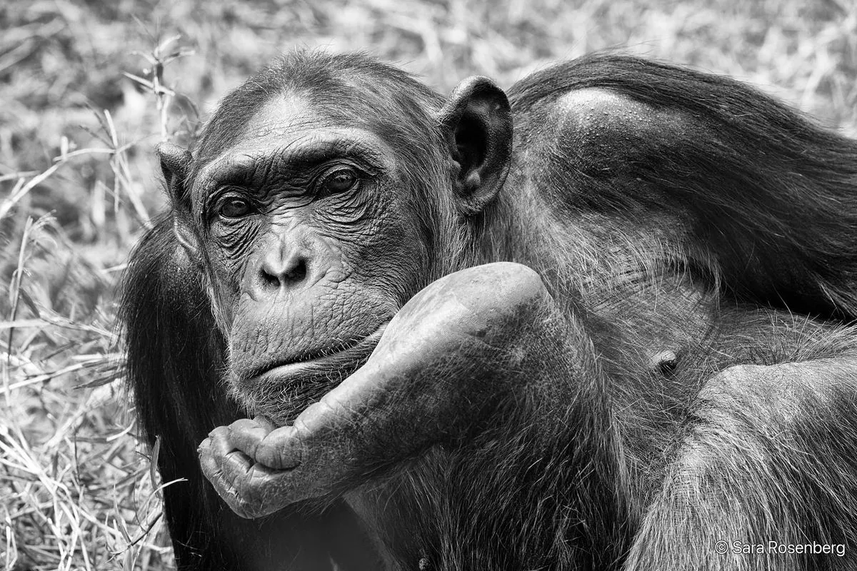 Chimpanzé, série (Non-)Human