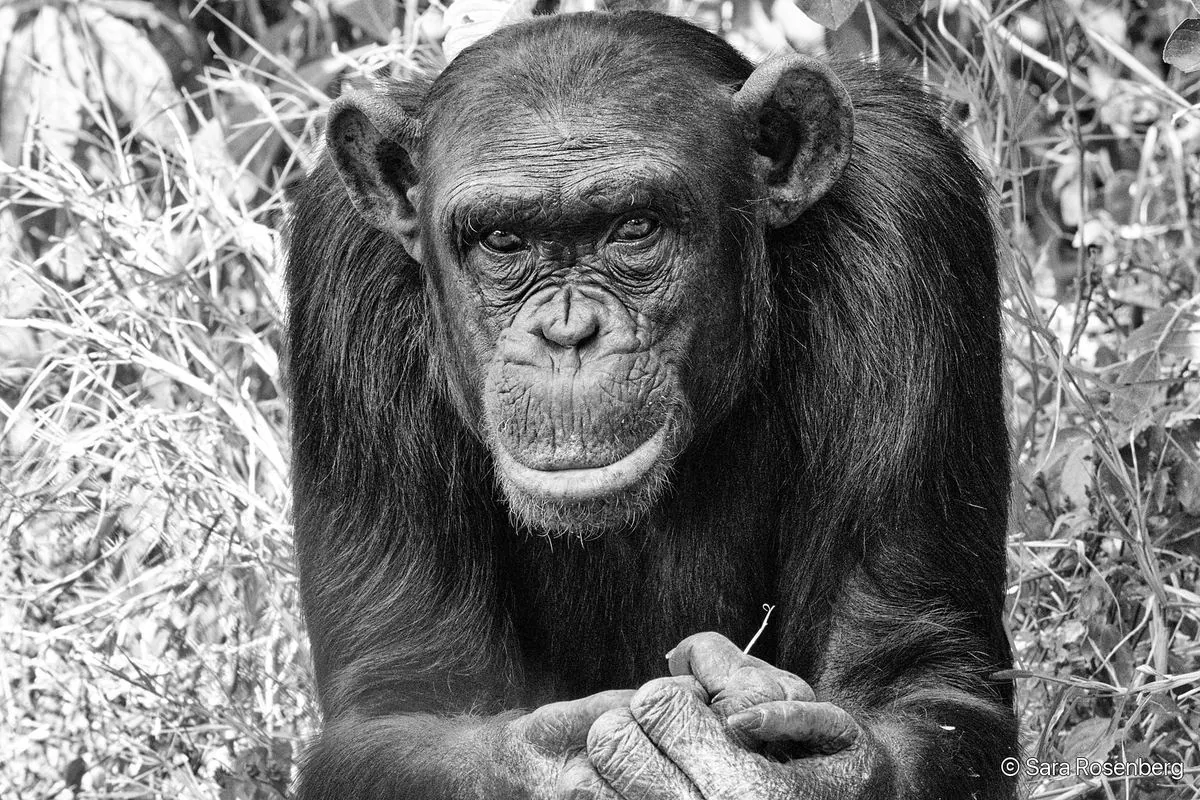 Portrait de chimpanzé, série (Non-)Human