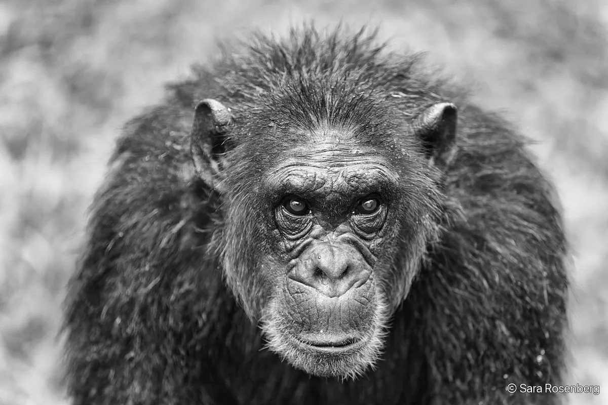 Chimpanzé, série (Non-)Human