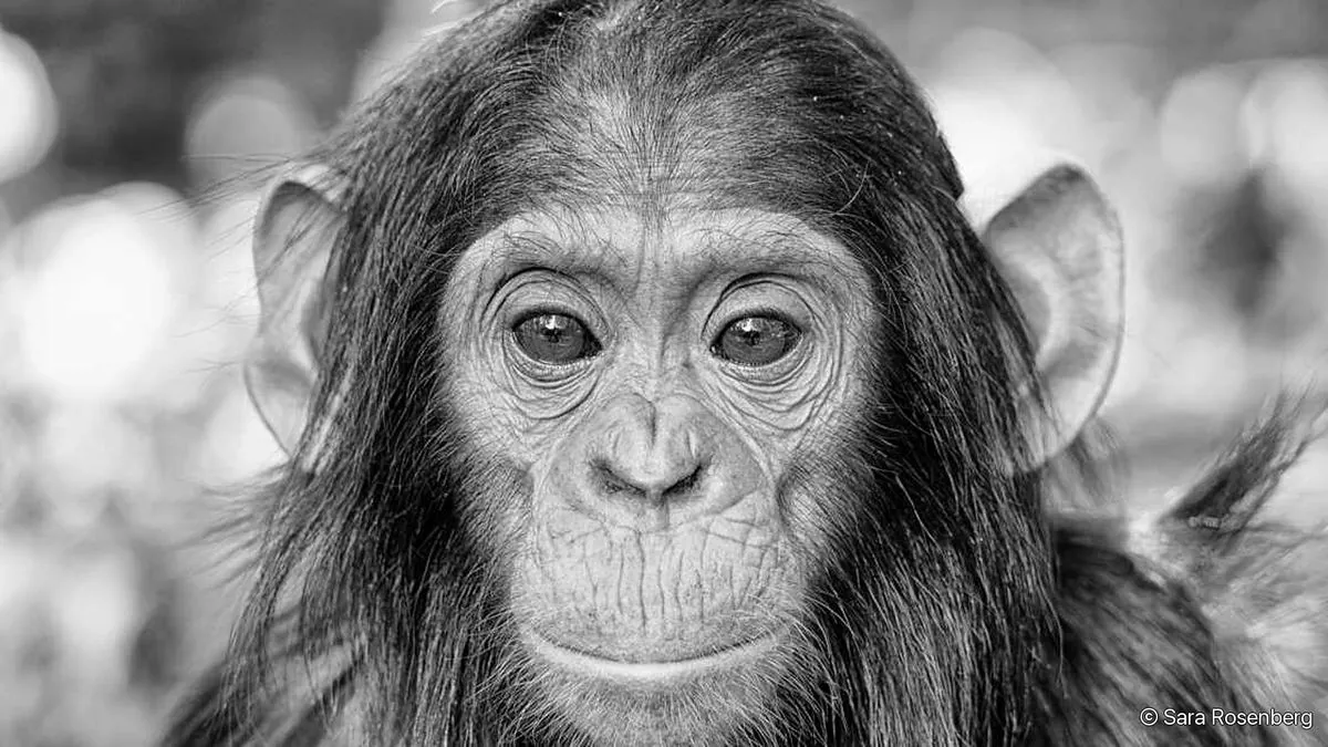 Portrait de chimpanzé, série (Non-)Human