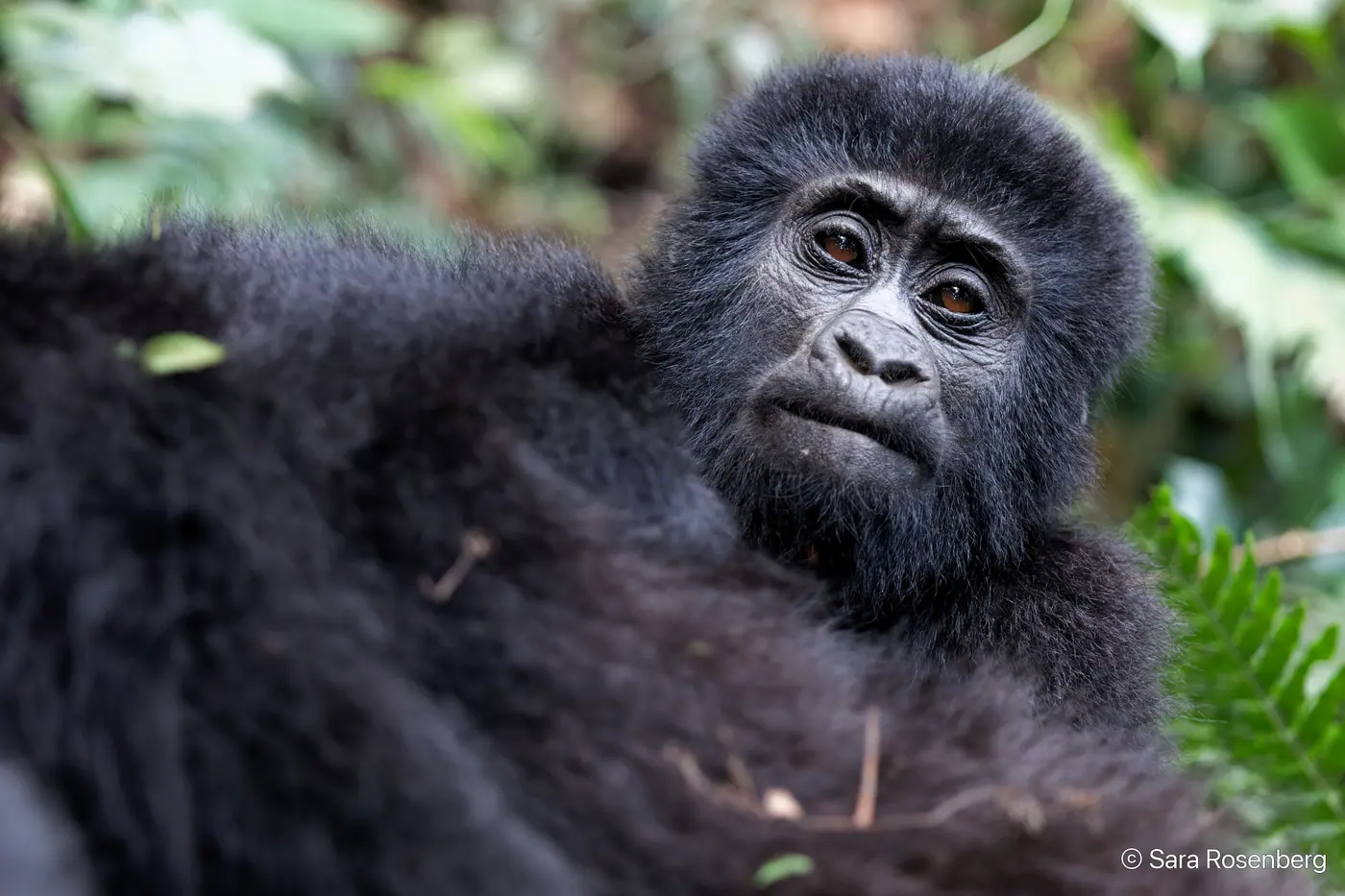 Bwindi, Ouganda