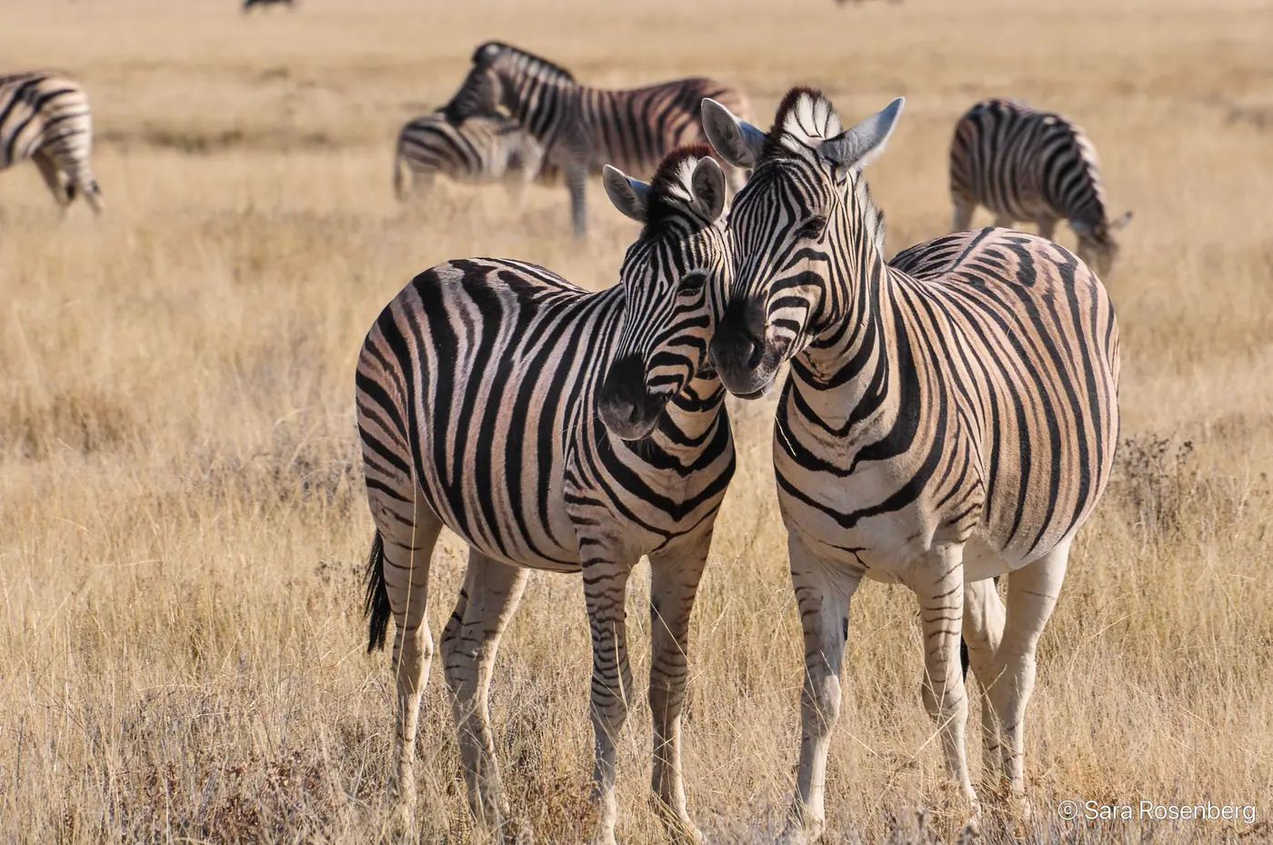 Faune d'Etosha, Namibie
