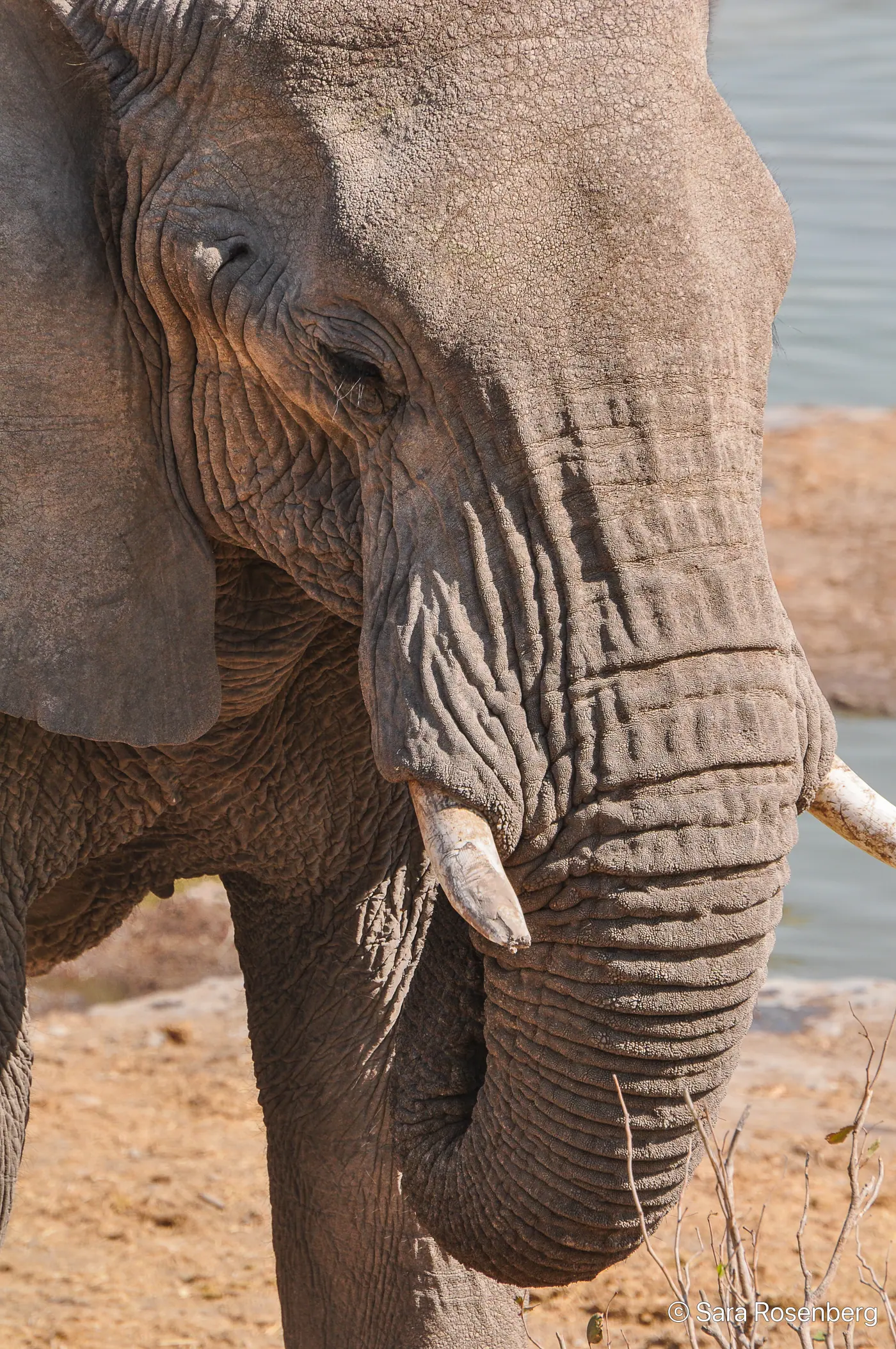 Faune d'Etosha, Namibie