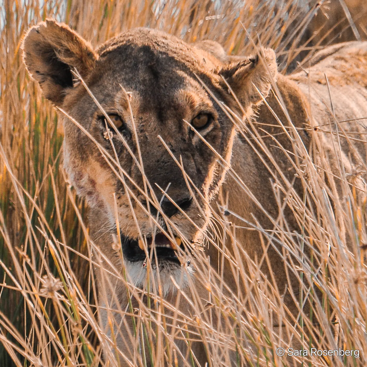 Faune d'Etosha, Namibie