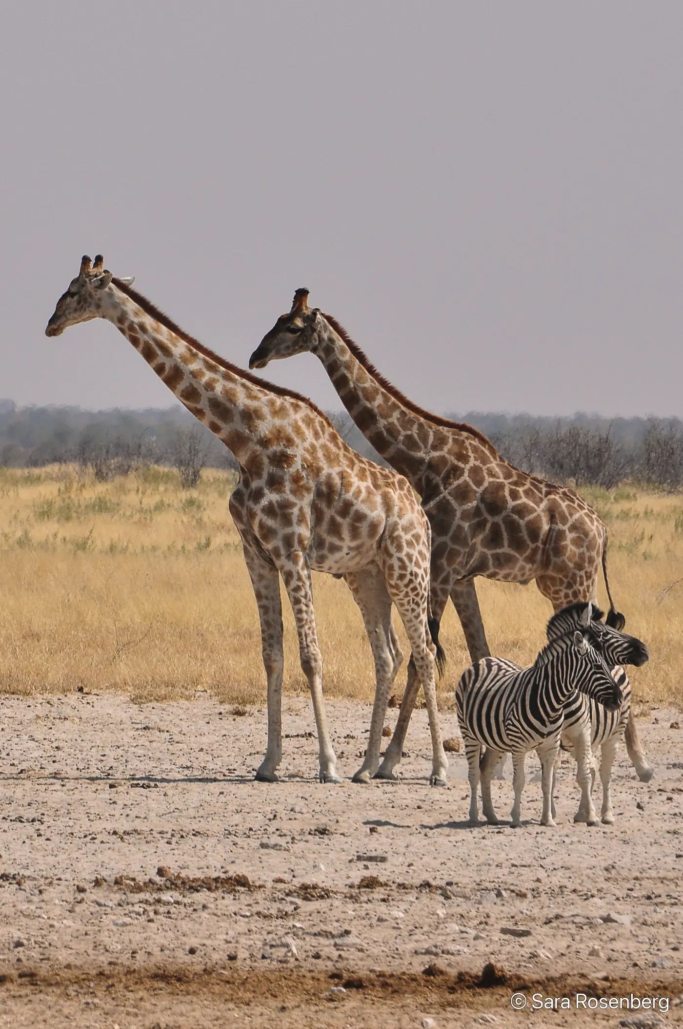 Faune d'Etosha, Namibie