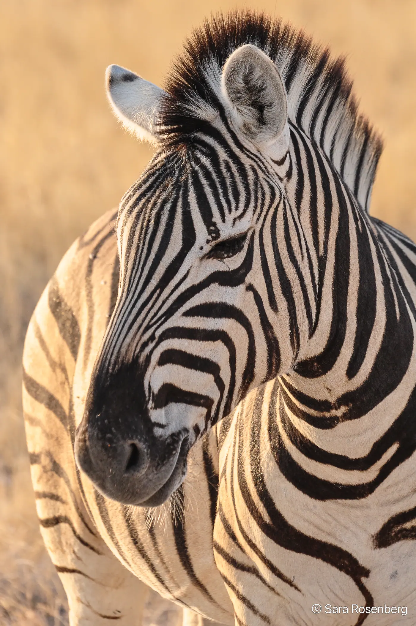 Faune d'Etosha, Namibie
