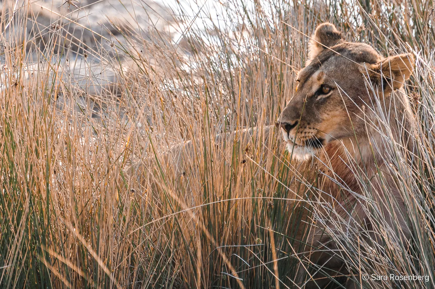 Faune d'Etosha, Namibie