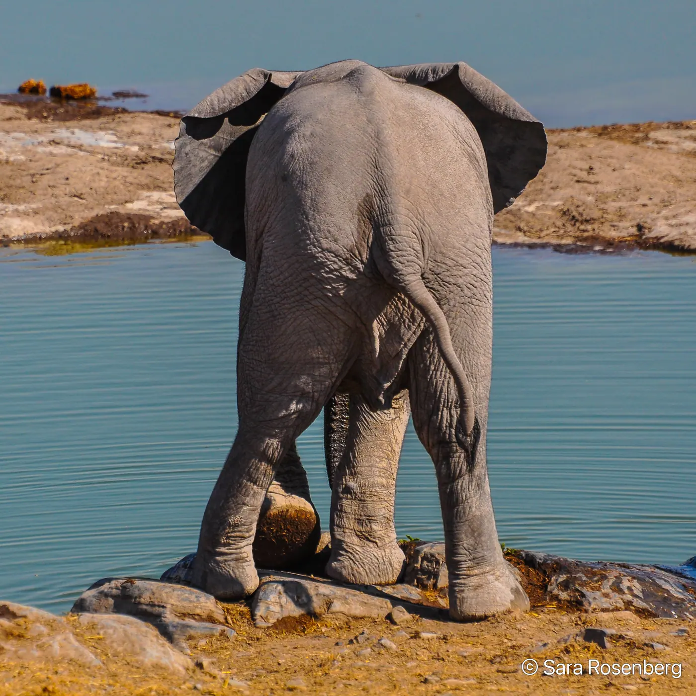 Faune d'Etosha, Namibie