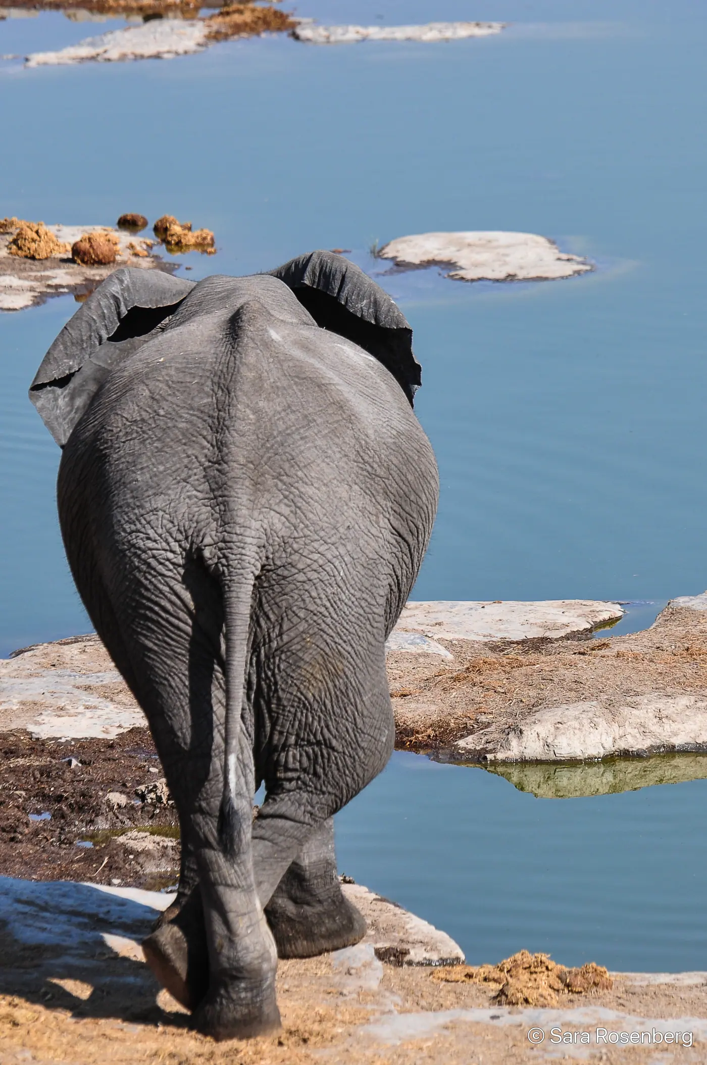 Faune d'Etosha, Namibie