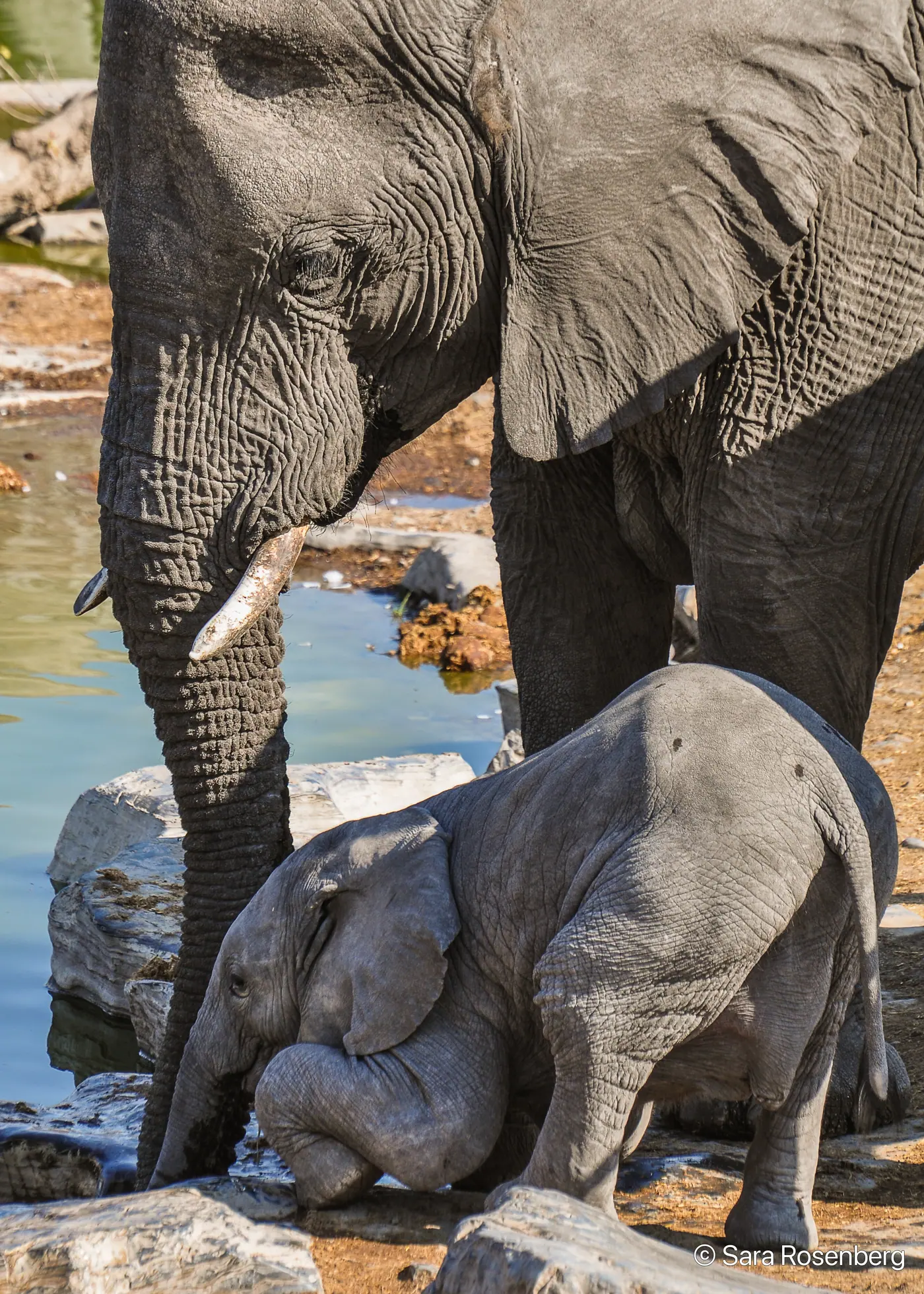 Faune d'Etosha, Namibie