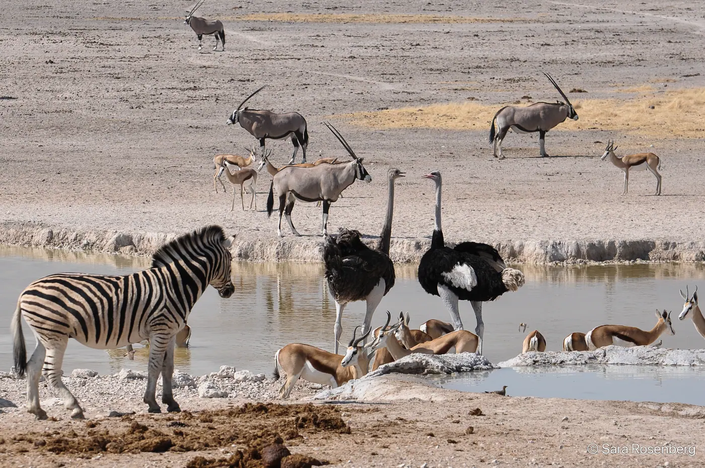 Faune d'Etosha, Namibie
