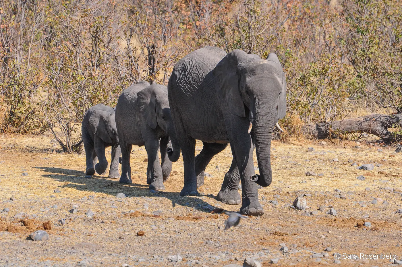 Faune d'Etosha, Namibie