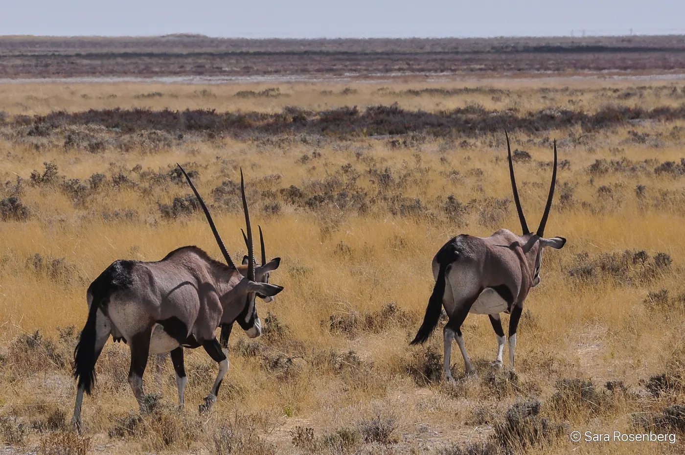 Faune d'Etosha, Namibie