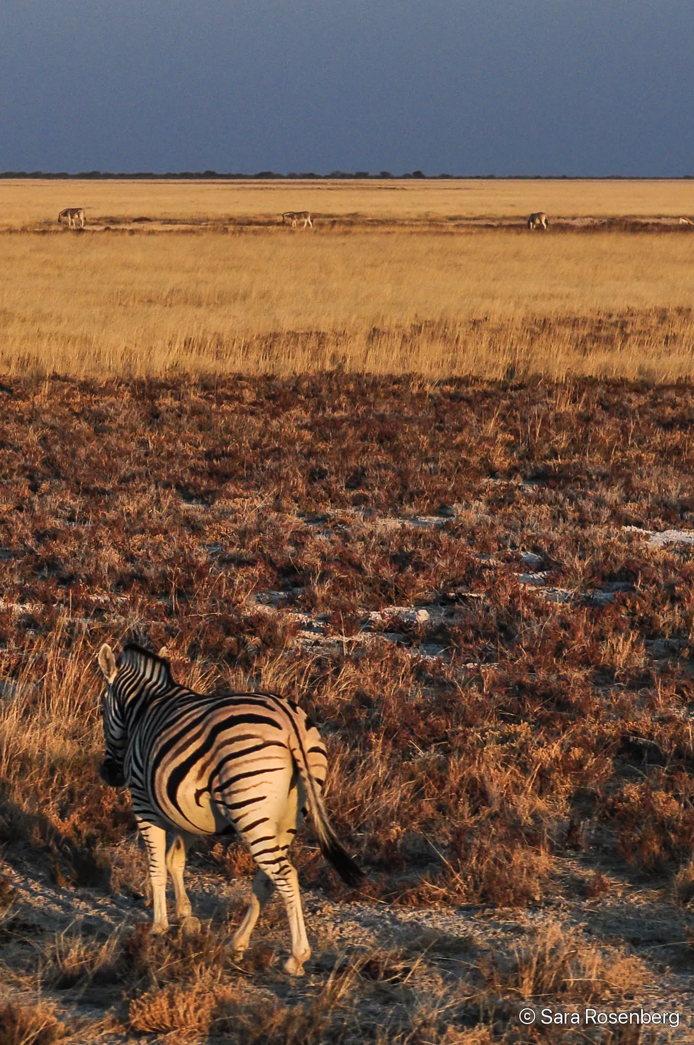 Faune d'Etosha, Namibie