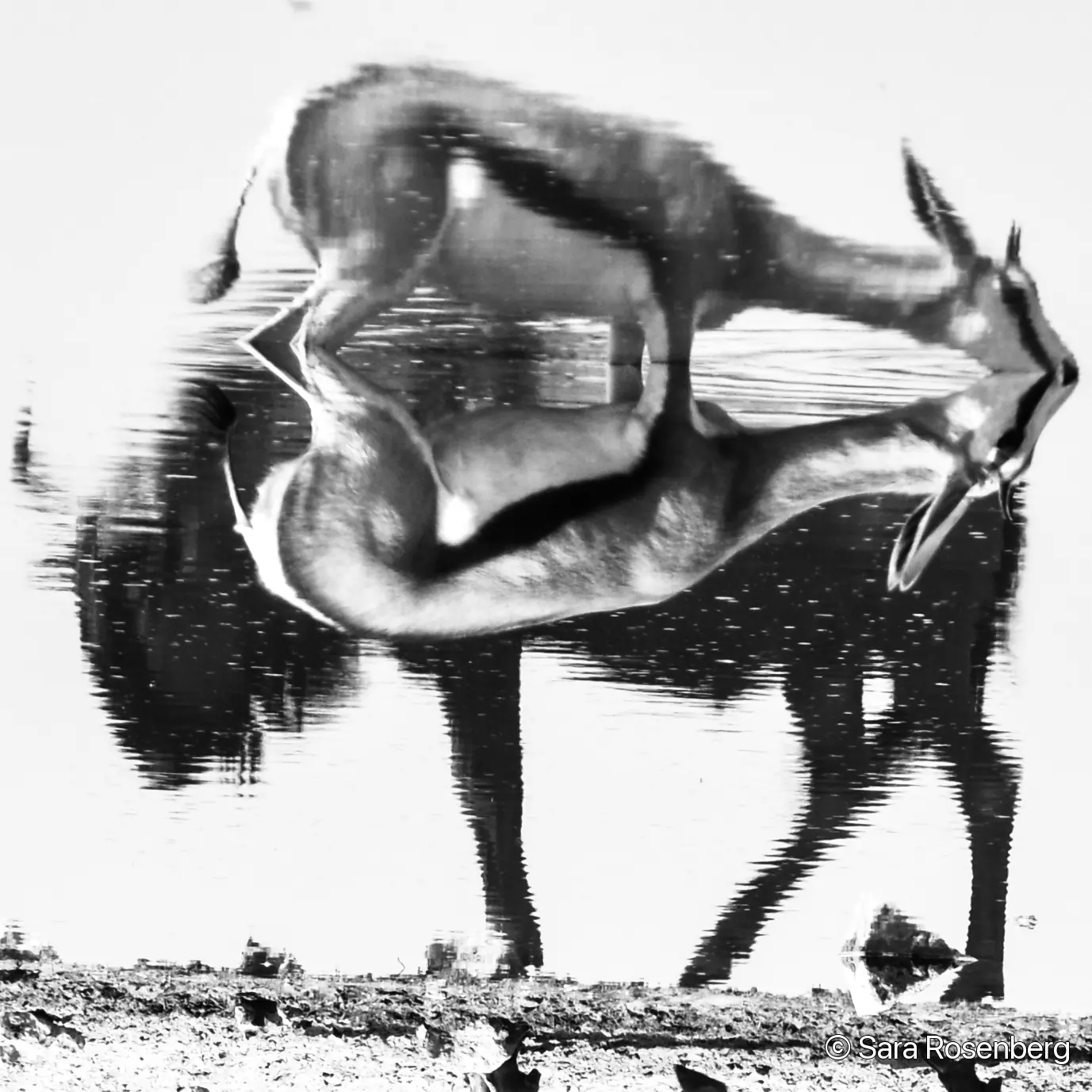 Reflets